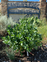 Load image into Gallery viewer, Euphorbia marginata - SNOW ON THE MOUNTAIN
