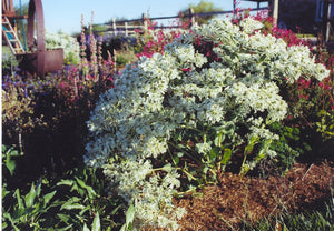 Euphorbia marginata - SNOW ON THE MOUNTAIN