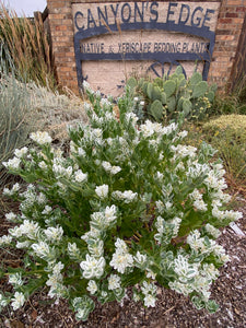 Euphorbia marginata - SNOW ON THE MOUNTAIN