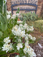 Load image into Gallery viewer, Euphorbia marginata - SNOW ON THE MOUNTAIN
