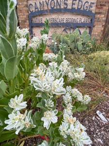 Euphorbia marginata - SNOW ON THE MOUNTAIN