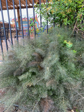 Load image into Gallery viewer, Foeniculum vulgare - SMOKEY FENNEL
