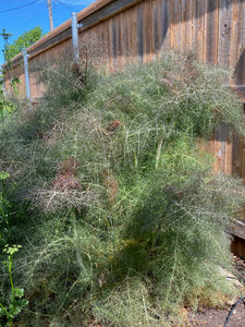 Foeniculum vulgare - SMOKEY FENNEL