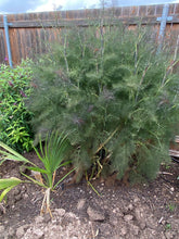 Load image into Gallery viewer, Foeniculum vulgare - SMOKEY FENNEL
