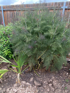 Foeniculum vulgare - SMOKEY FENNEL