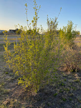 Load image into Gallery viewer, Foeniculum vulgare - SMOKEY FENNEL
