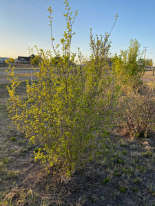 Foeniculum vulgare - SMOKEY FENNEL