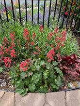 Load image into Gallery viewer, Heuchera sanguinea - CORAL BELLS &#39;FIREFLY SPLENDENS&#39;
