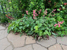 Load image into Gallery viewer, Heuchera sanguinea - CORAL BELLS &#39;FIREFLY SPLENDENS&#39;
