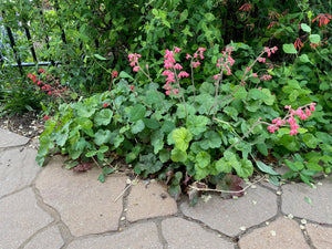 Heuchera sanguinea - CORAL BELLS 'FIREFLY SPLENDENS'