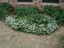 Load image into Gallery viewer, Iberis sempervirens Snowflake* - CANDYTUFT- SNOW FLAKE
