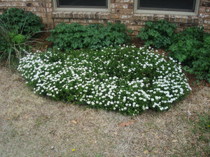 Iberis sempervirens Snowflake* - CANDYTUFT- SNOW FLAKE