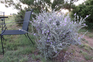 Leucophyllum minus - Big Bend Silverleaf