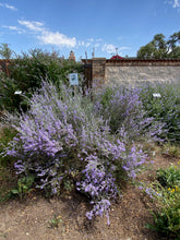 Load image into Gallery viewer, Leucophyllum minus - Big Bend Silverleaf
