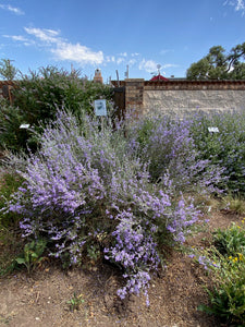 Leucophyllum minus - Big Bend Silverleaf