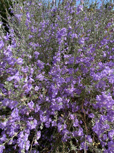 Leucophyllum minus - Big Bend Silverleaf