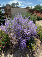 Load image into Gallery viewer, Leucophyllum minus - Big Bend Silverleaf
