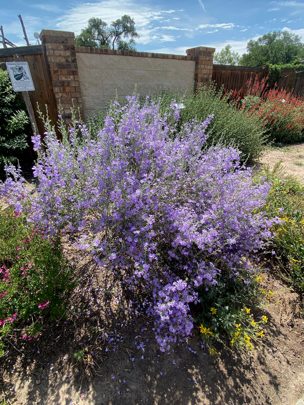 Leucophyllum minus - Big Bend Silverleaf