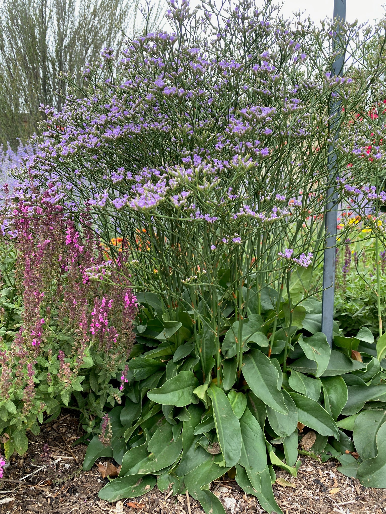 siberian lavender plants Limonium gmelinii
