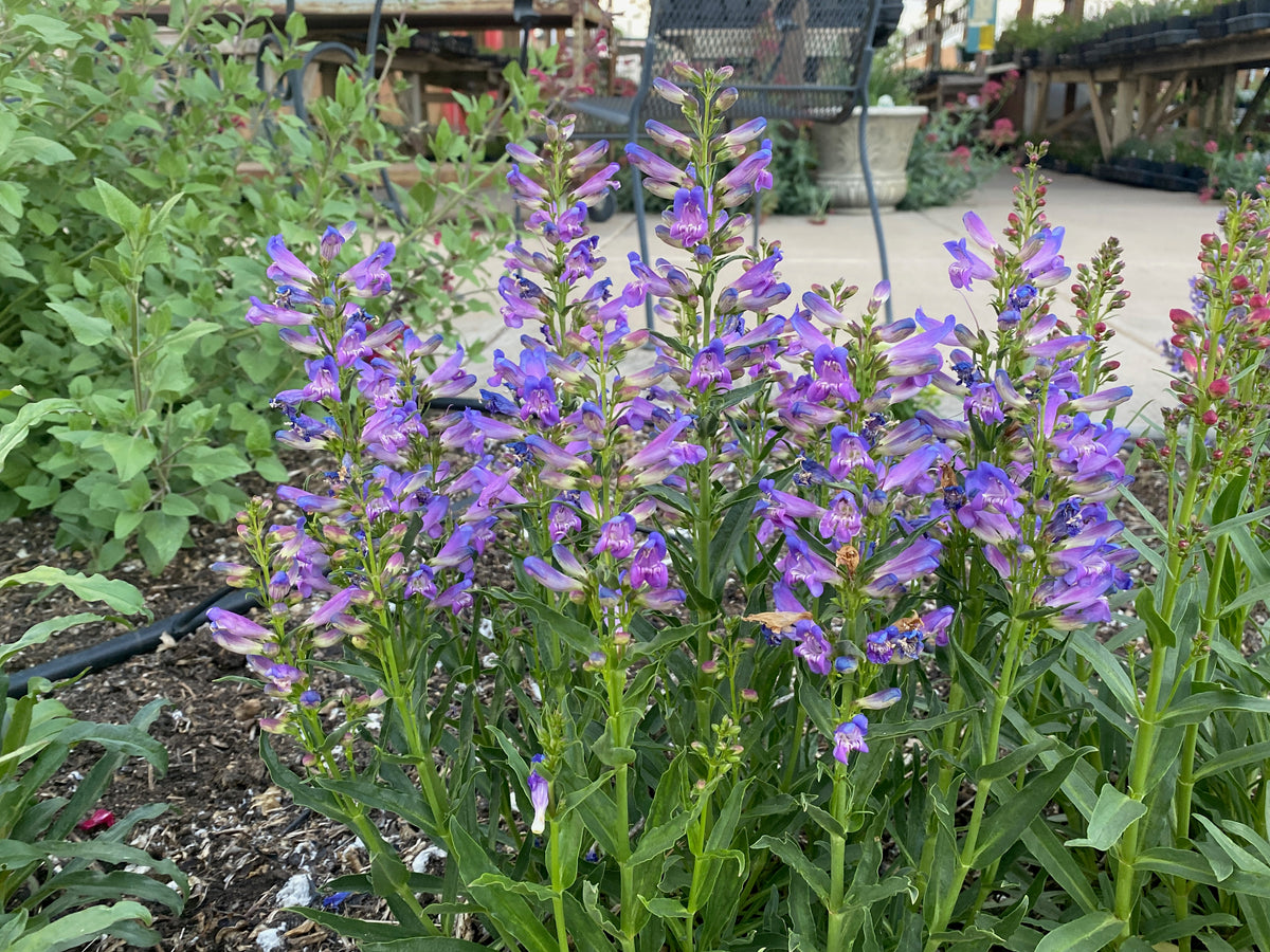 Penstemon barbatus 'rondo' - Rondo Penstemon 'Bouquet Mix' – Canyon's ...