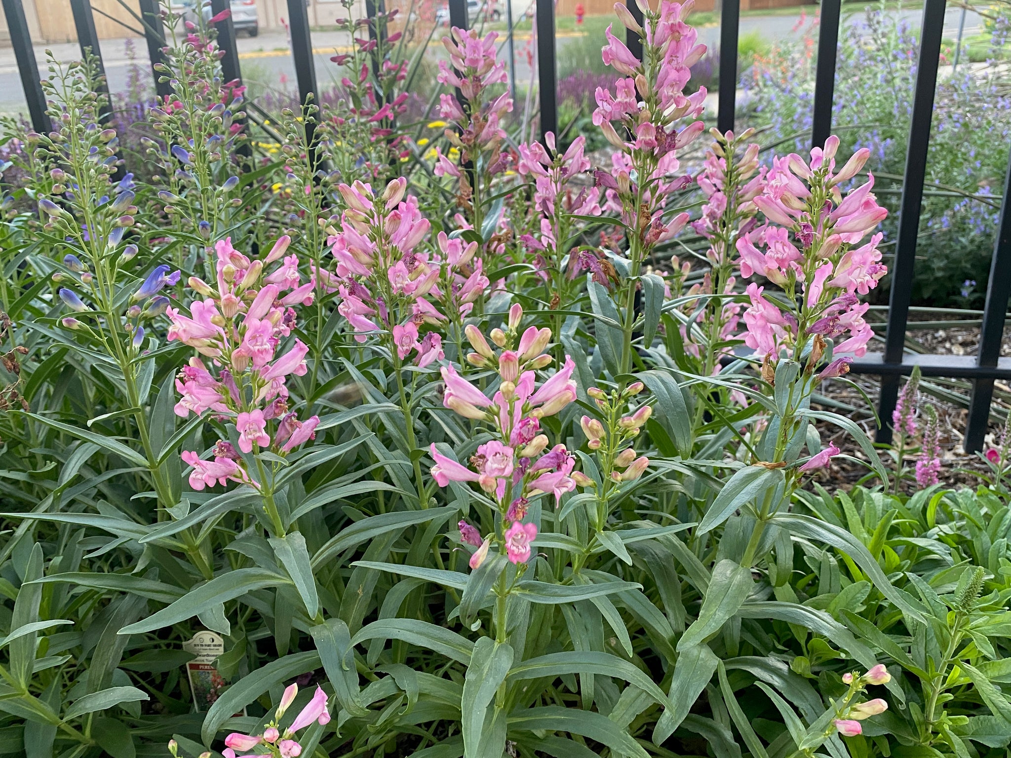Penstemon Rondo Penstemon barbatus 'rondo' - Rondo Penstemon 'Bouquet Mix' – Canyon's ...