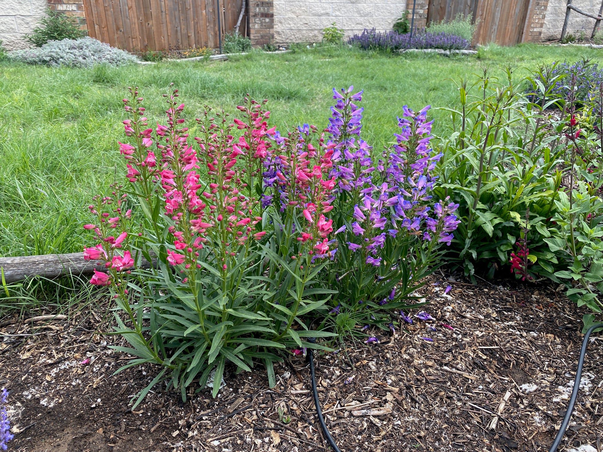 Penstemon Rondo Penstemon barbatus 'rondo' - Rondo Penstemon 'Bouquet Mix' – Canyon's ...
