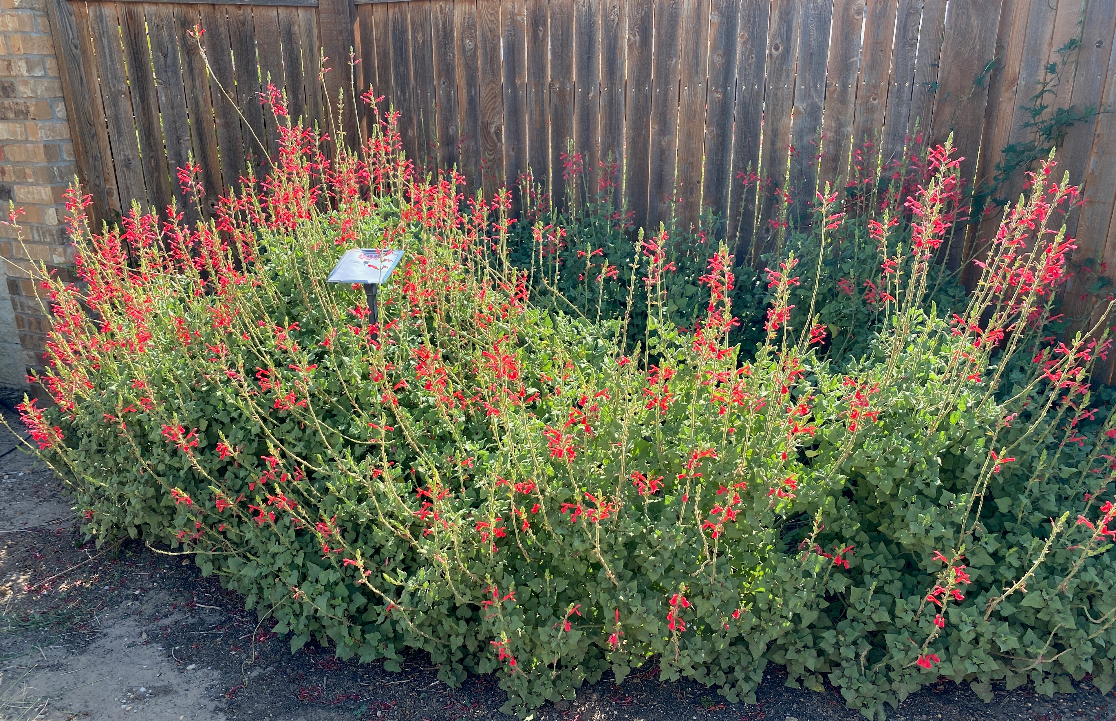 Salvia_darcyi_1_3854x.jpg?v=