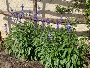 Salvia farinacea - VICTORIA BLUE