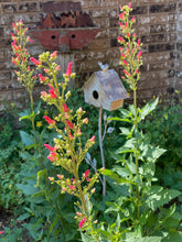 Load image into Gallery viewer, Scrophularia macrantha - Redbirds in a Tree
