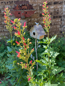 Scrophularia macrantha - Redbirds in a Tree