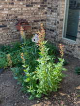 Load image into Gallery viewer, Scrophularia macrantha - Redbirds in a Tree
