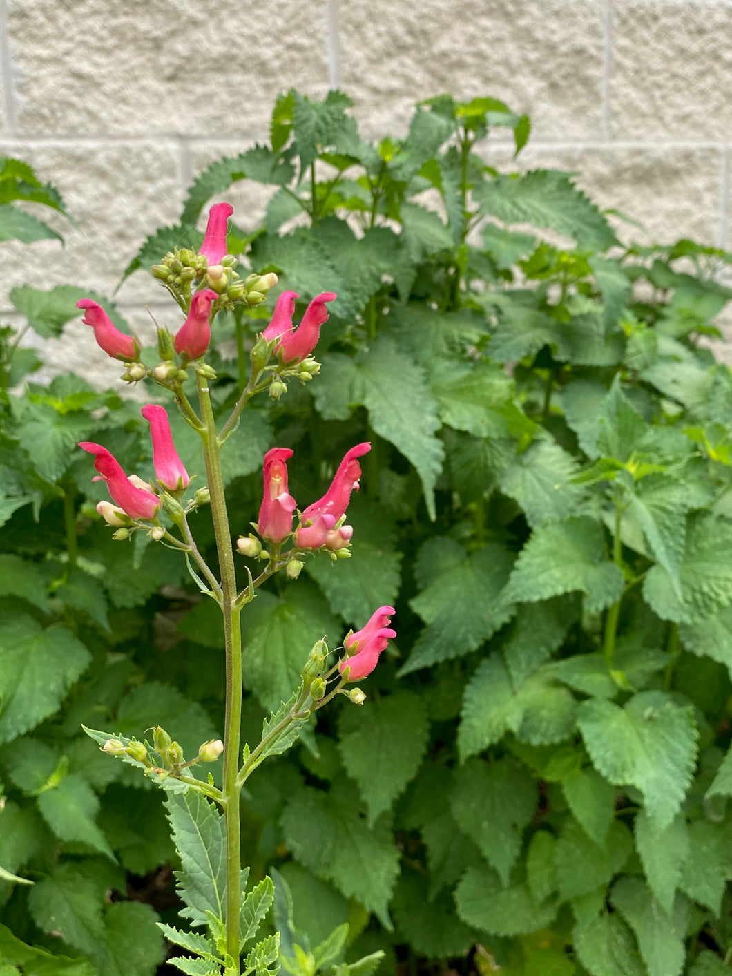 Scrophularia macrantha - Redbirds in a Tree
