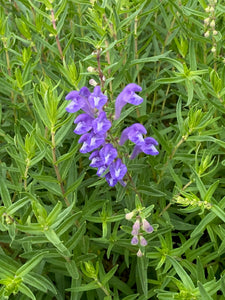 Scutellaria baicalensis - Baikal Skullcap