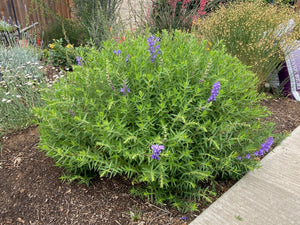 Scutellaria baicalensis - Baikal Skullcap