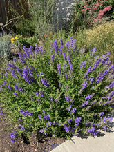 Load image into Gallery viewer, Scutellaria baicalensis - Baikal Skullcap
