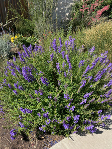 Scutellaria baicalensis - Baikal Skullcap