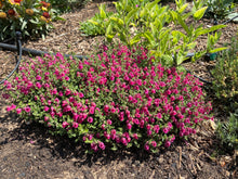 Load image into Gallery viewer, Scutellaria suffrutescens - Cherry Skullcap
