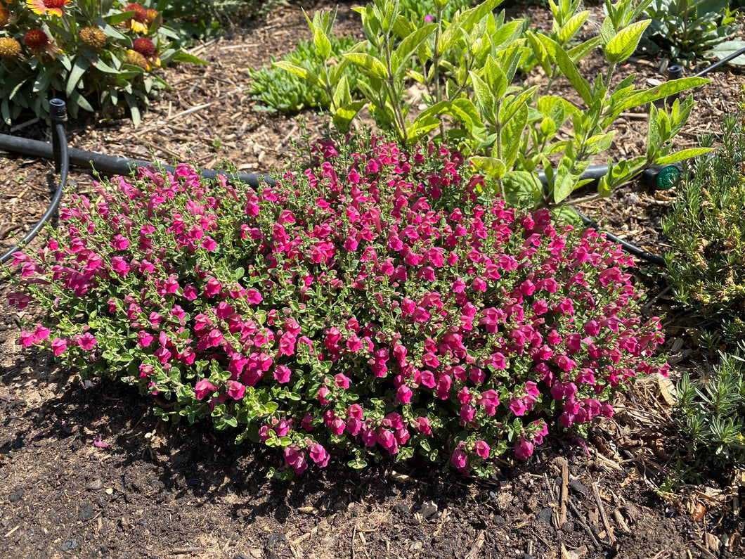 Scutellaria suffrutescens - Cherry Skullcap