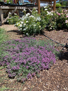 Teucrium aroanium - Grey Creeping Germander