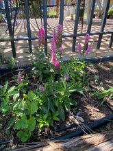 Load image into Gallery viewer, Veronica spicata - Pink Goblin

