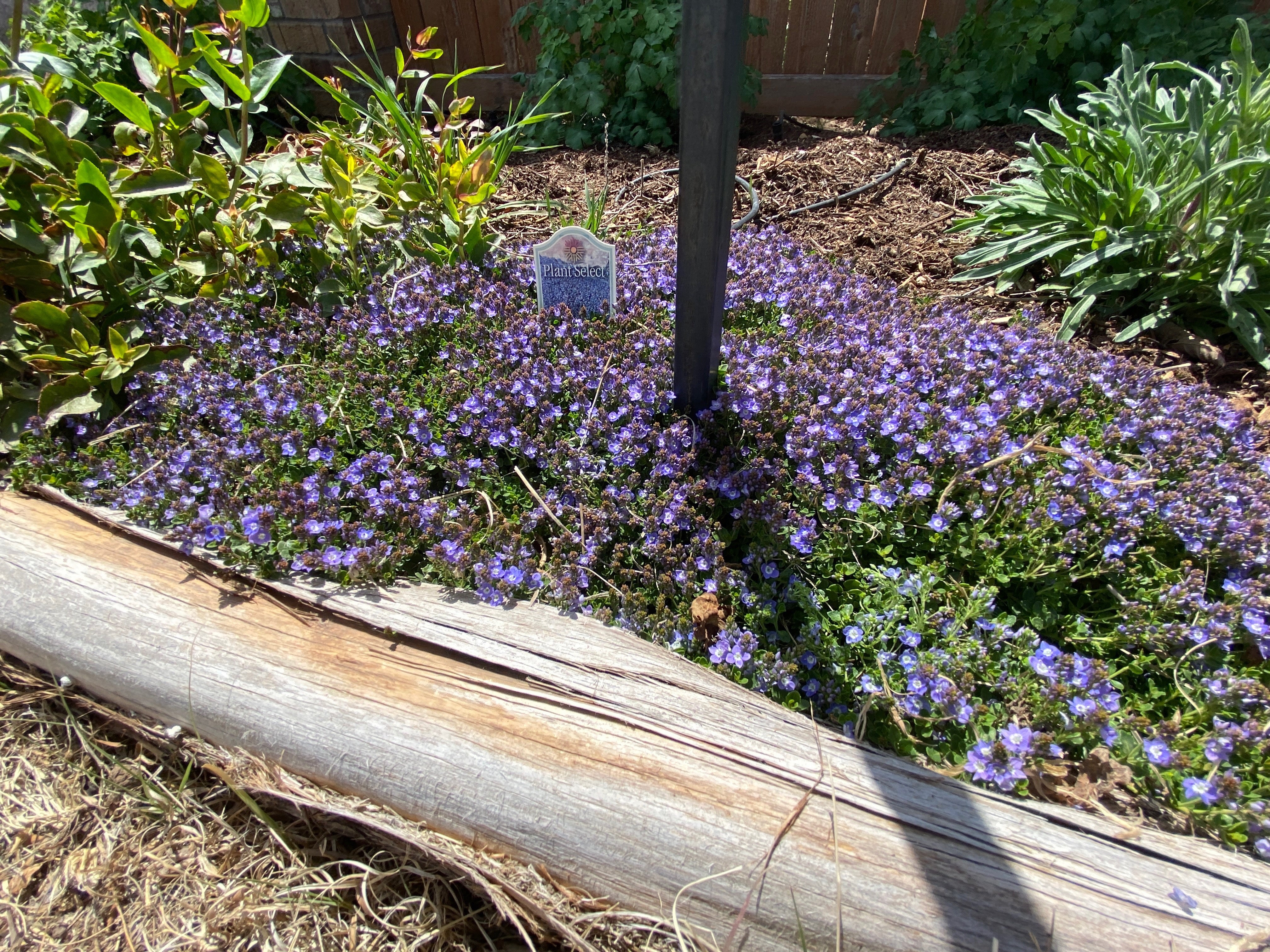 芝生120×120 Veronica liwanensis - Turkish Speedwell – Canyon's Edge Plants