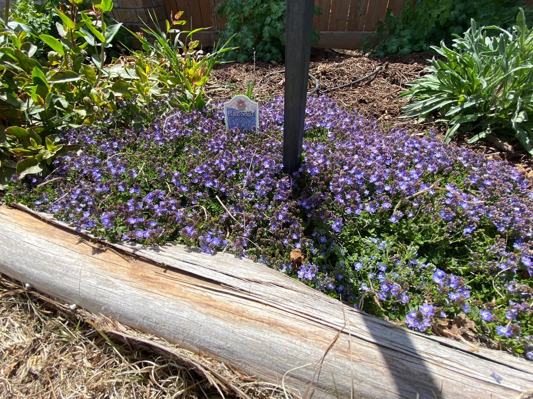 Veronica liwanensis - Turkish Speedwell