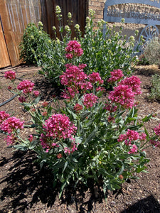 Centranthus ruber coccineus - RED JUPITERS BEARD