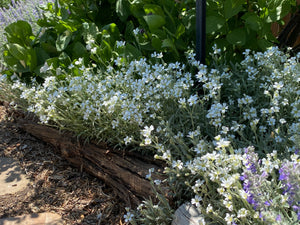 Cerastium tomentosum - SNOW IN SUMMER