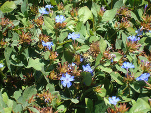 Ceratostigma plumbaginoides - BLUE PLUMBAGO