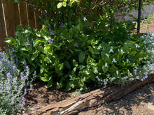 Load image into Gallery viewer, Clematis integrifolia &#39;Harlan&#39;- Bush Clematis Mongolian Bells
