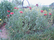 Load image into Gallery viewer, Gaillardia aristata -BURGANDY
