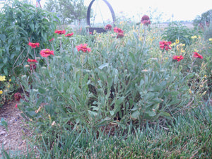 Gaillardia aristata -BURGANDY