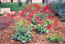 Load image into Gallery viewer, Heuchera sanguinea - CORAL BELLS &#39;FIREFLY SPLENDENS&#39;
