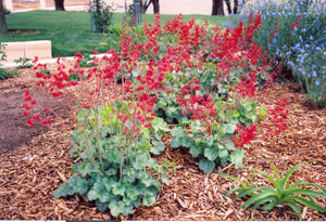 Heuchera sanguinea - CORAL BELLS 'FIREFLY SPLENDENS'